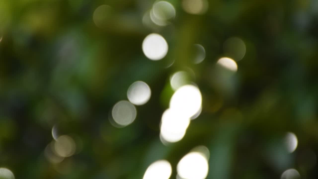 movimiento, bokeh abstracto color verde para el fondo de la naturaleza. la luz del día está al aire libre y el aire es tan fresco. el viento sopla, las hojas se balancean. el concepto de diseño borroso y desfocado efecto temporada.