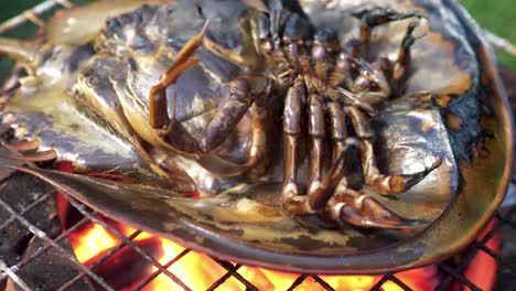 horseshoe crab is cooking hot charcoal in garden grill