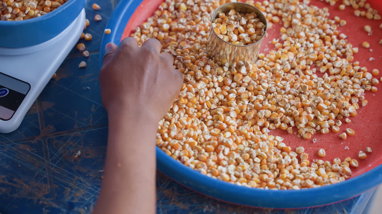 Hand measuring corn on digital scale, house chores vendor portioning kernels into bowl, closeup of precise weighing, blue tray filled with yellow grain, focused commerce atmosphere