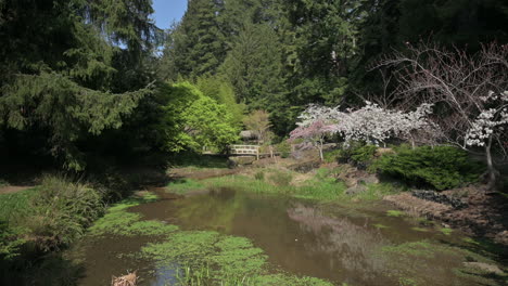 japanese garden in spring with white cherry blossoms on cherry tree