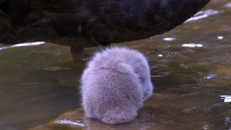 Rückansicht-Eines-Cygnets,-Das-Sich-In-Zeitlupe-Im-Klaren-Flusswasser-Putzt---Nahaufnahme