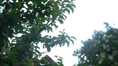 Green-leaves-of-a-peach-tree-sway-gently-in-the-breeze-against-a-cloudy-sky,-shot-on-a-rainy-day