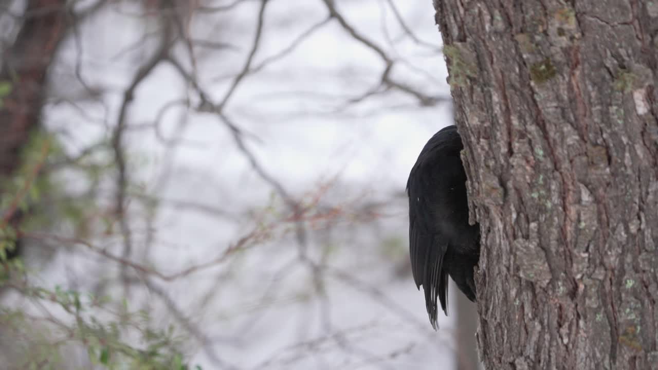 Primo piano di un picchio di Magellano maschio adulto che picchietta su un albero al rallentatore. Foresta della Patagonia meridionale