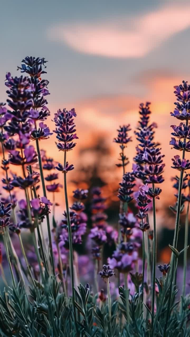 A Gorgeous Sunrise Over Lavender Fields: Capturing the Beautiful Bloom of Purple Lavender Flowers Against a Colorful Sky at Dawn in Nature's Tranquility