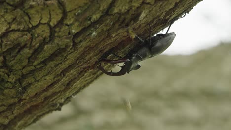 close up of a large male stag beetle under a tree branch being harassed by wasps and it tries to shoo them off, slow motion