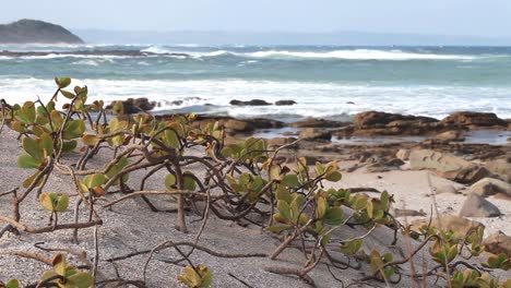 Suculentas-Conocidas-Como-Scaevola-Thunbergii-A-Lo-Largo-De-La-Playa-De-Glen-Gariff-En-La-Costa-Salvaje,-Sudáfrica