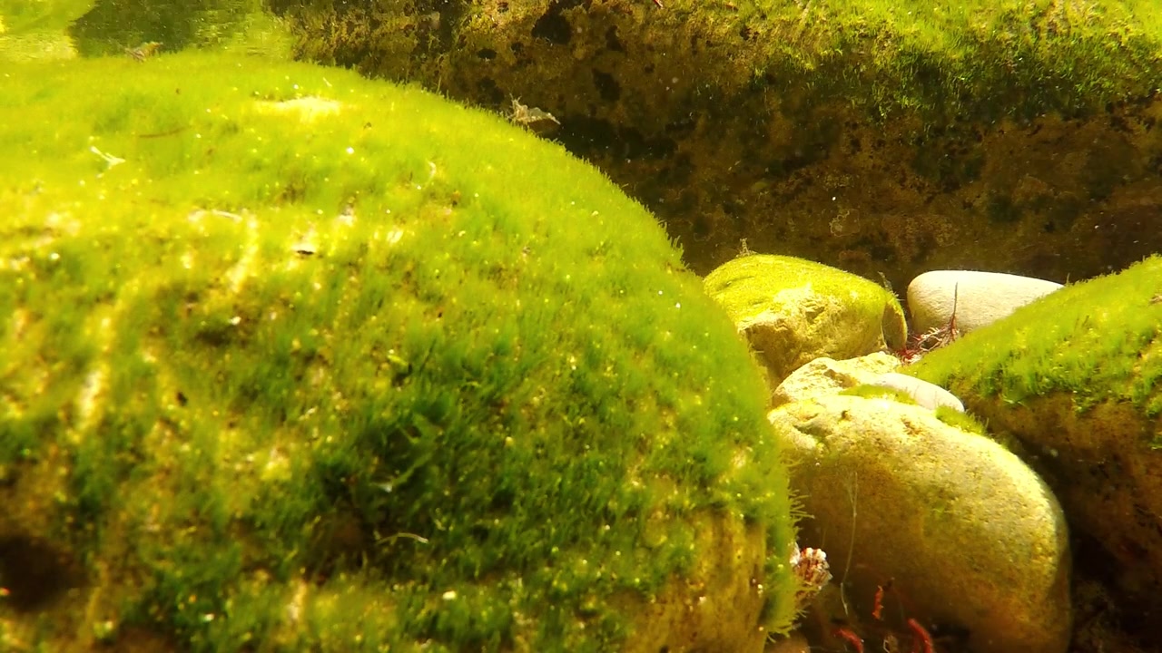 Alghe verdi che coprono rocce subacquee in un ambiente di ruscello d'acqua dolce limpida.