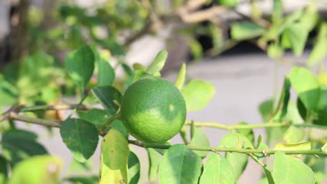 crecimiento de limas en un árbol a lo largo del tiempo