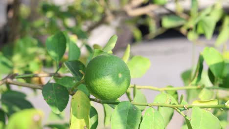 growth of limes on a tree over time