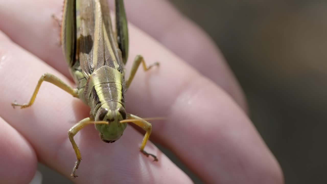 Macro Shot of a Large Green Grasshopper Insect Sitting on a Person's Hand