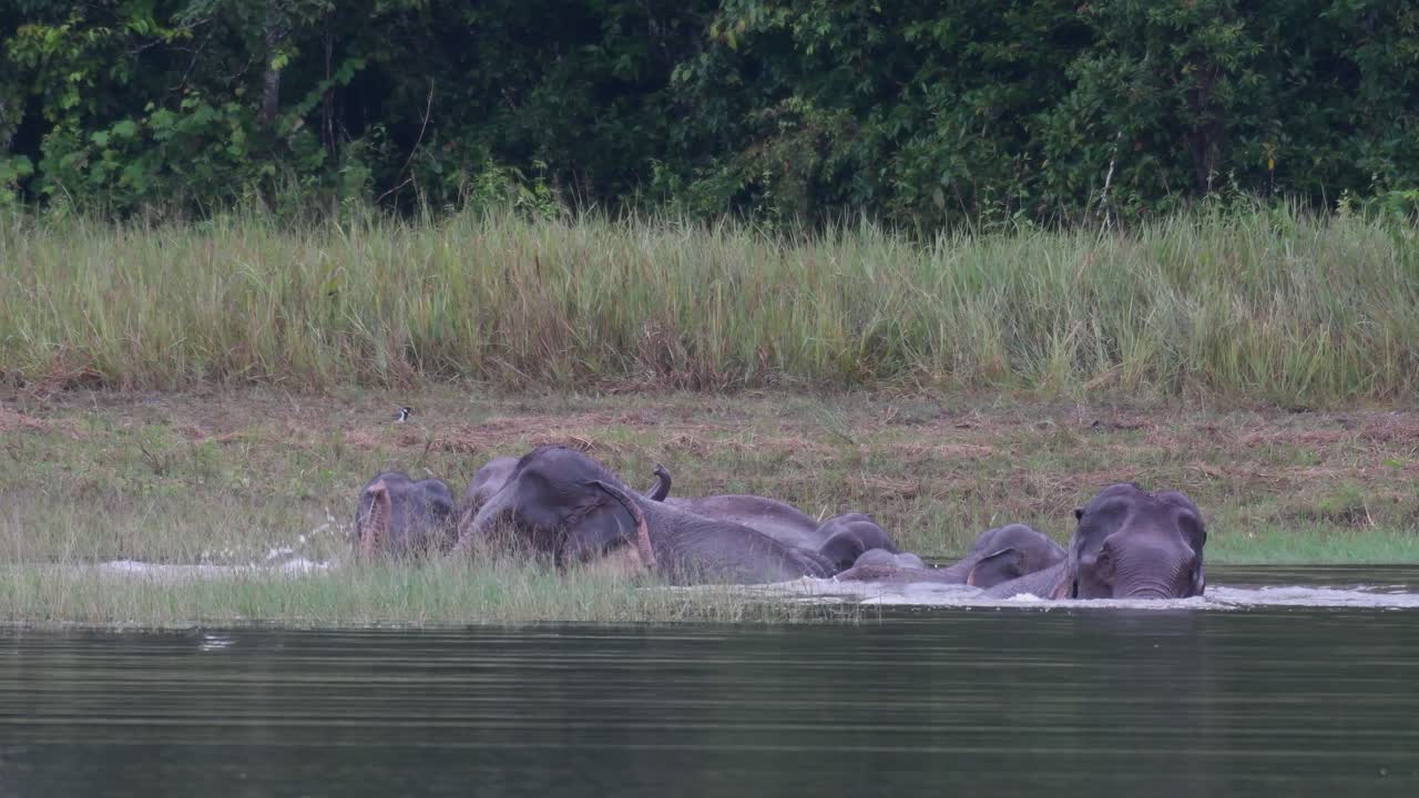 los elefantes asiáticos están en peligro y esta manada se divierte jugando y bañándose en un lago en el parque nacional khao yai
