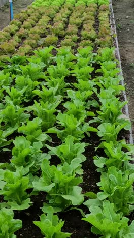 lettuce seedlings growing in a greenhouse environment