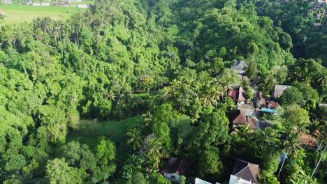 aerial 4k drone footage: breathtaking view of lush rainforest, villas, tropical beauty near campuhan ridge, ubud, bali