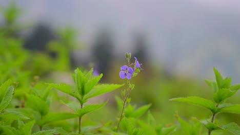 산들바람에 흔들리는 산 초원의 야생화 들판