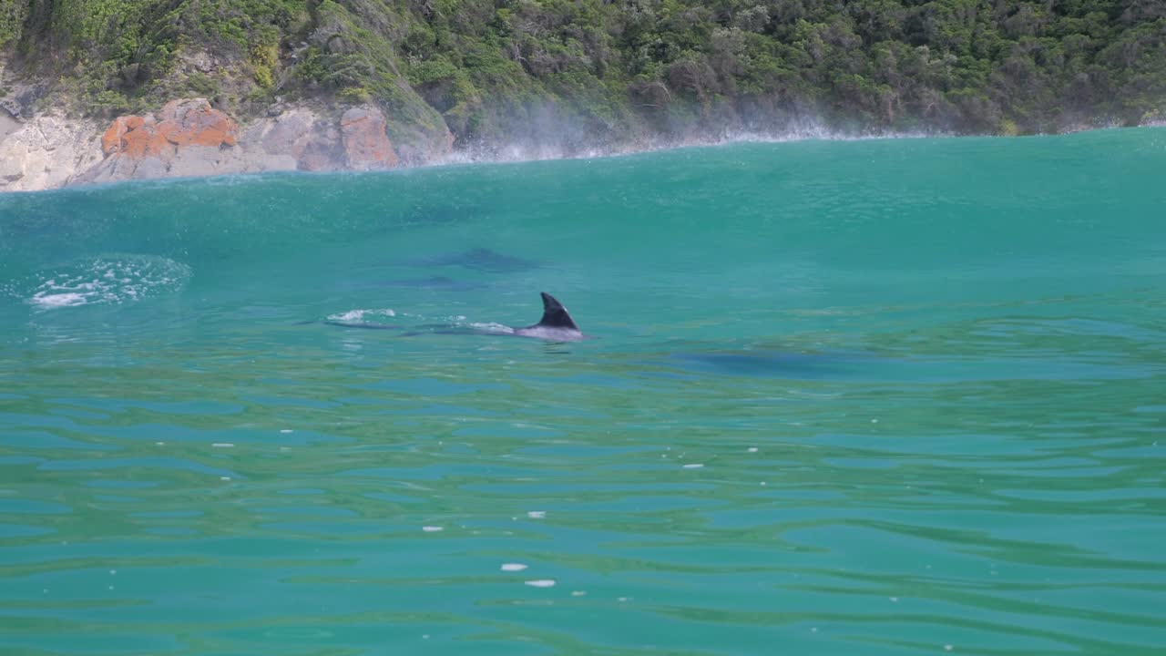 인도양에서 헤엄치는 돌고래_물밖으로 뛰어내려 노는_슬로모션