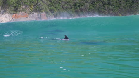 delfines nadando en el océano índico_saltando del agua y jugando_cámara lenta