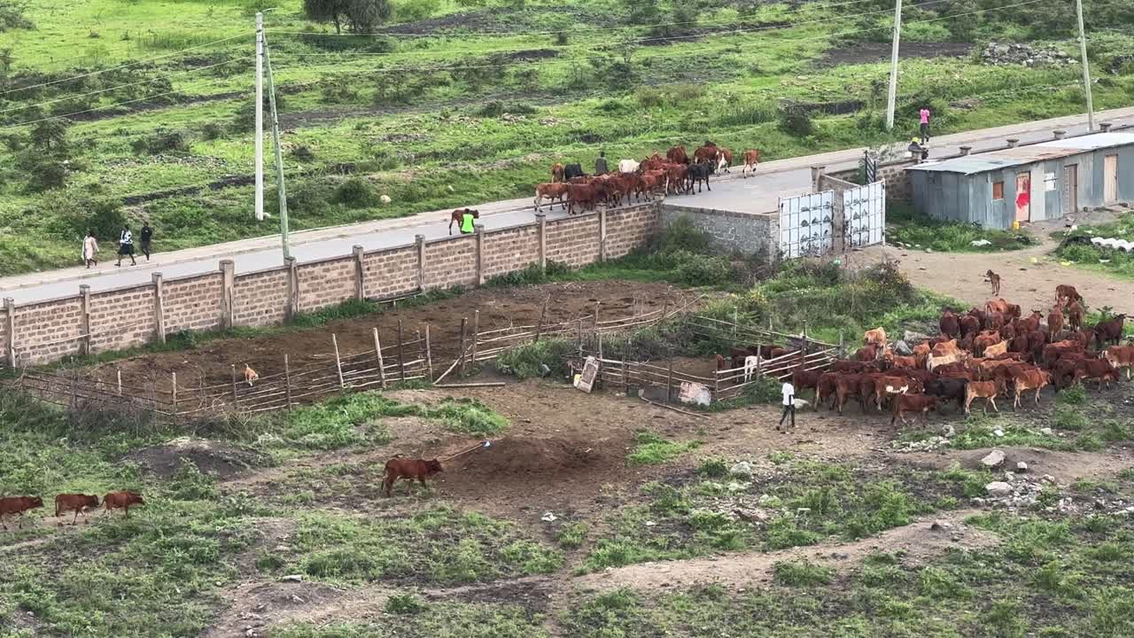 Pemandangan dari ketinggian area pinggiran kota di luar Nairobi, menunjukkan kawanan sapi di jalan dan berkumpul di kandang berpagar di samping lahan penggembalaan terbuka dan tiang listrik