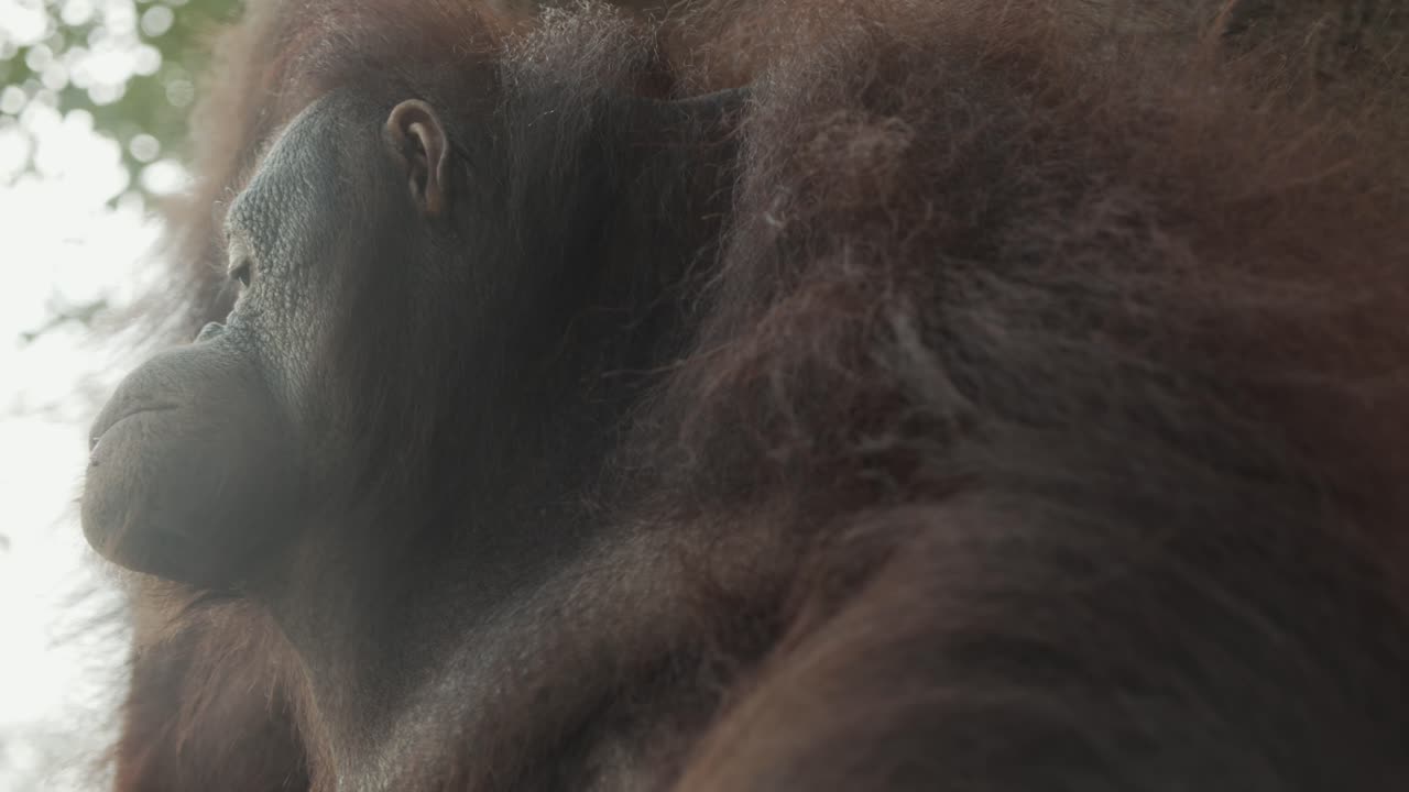 comiendo oran utan mira a su alrededor para los demás en el árbol