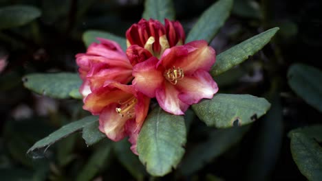 pretty but ragged yellow and pink flower on a green bush lightly moving