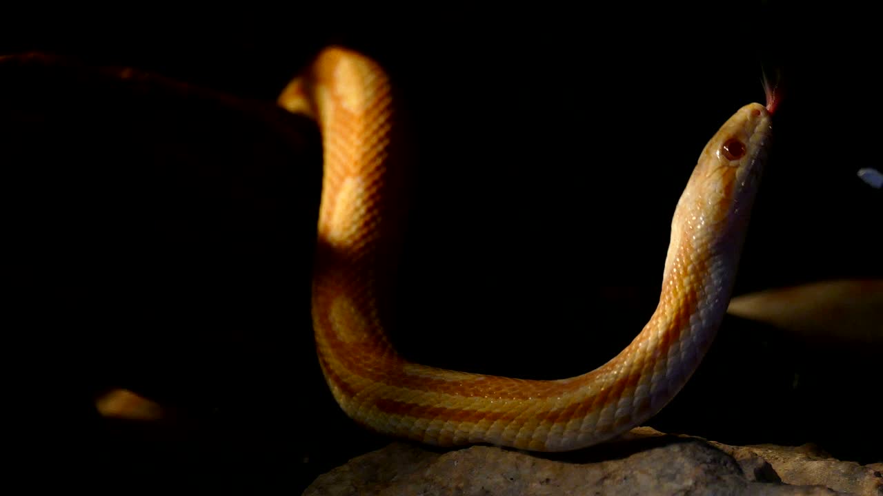 un serpent jaune et blanc rampant