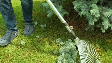 raking process. gardener raking branches of spruce after shearing a blue conifer tree and pine.