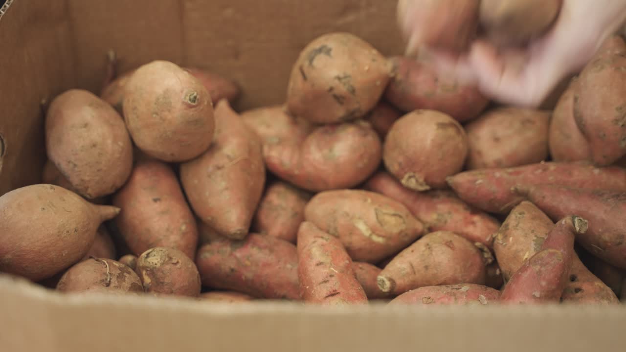 Customer grabbing sweet potatoes from food shelfs in grocery store in Minnesota, USA.