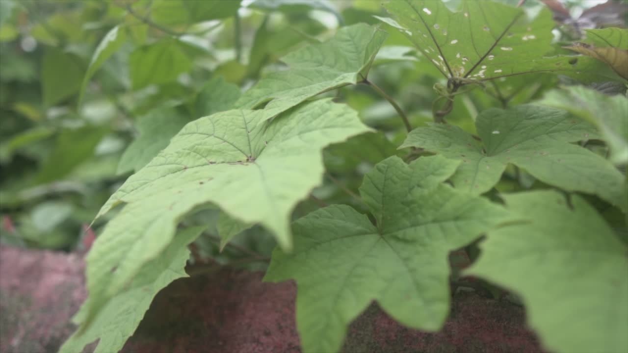 Avvicinamento macro di foglie verdi su un muro