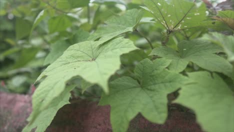 Macro-Approaching-of-Green-Leaves-on-a-Wall