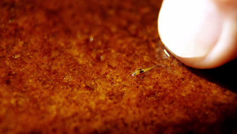 finger following a insect in wet sand