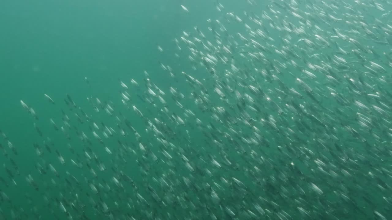 Pacific Herring school in the cold waters of the Pacific Northwest in Canada.