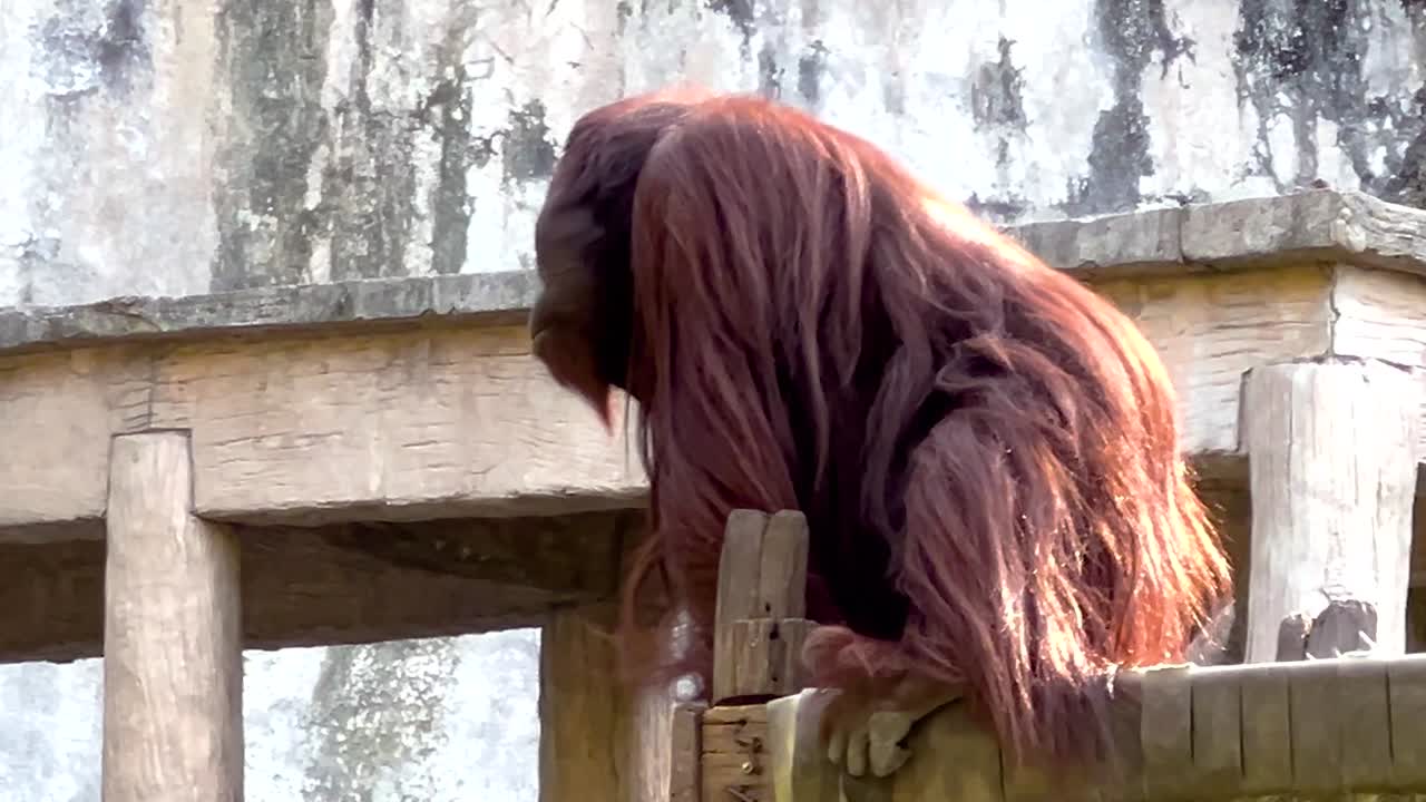An orangutan peers over a wooden structure, showcasing its long hair and curious demeanor.