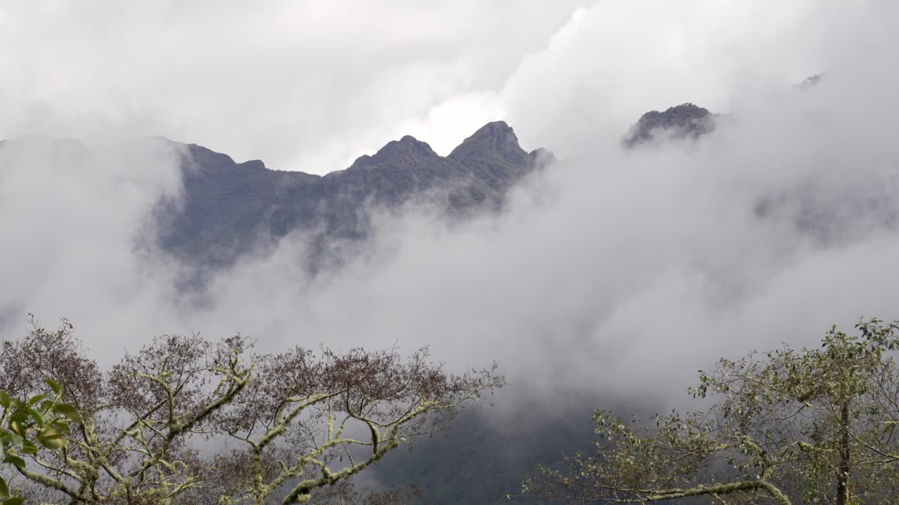 Cocora Valley national park in Colombia covered in fog, low visibility Andean forest