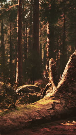 a sunlit forest path