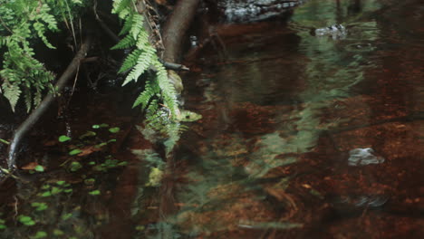 Vegetación-En-El-Reflejo-De-La-Corriente-De-Agua-Nórdica