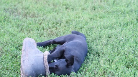 black puppy playing with a rubber boot in the grass