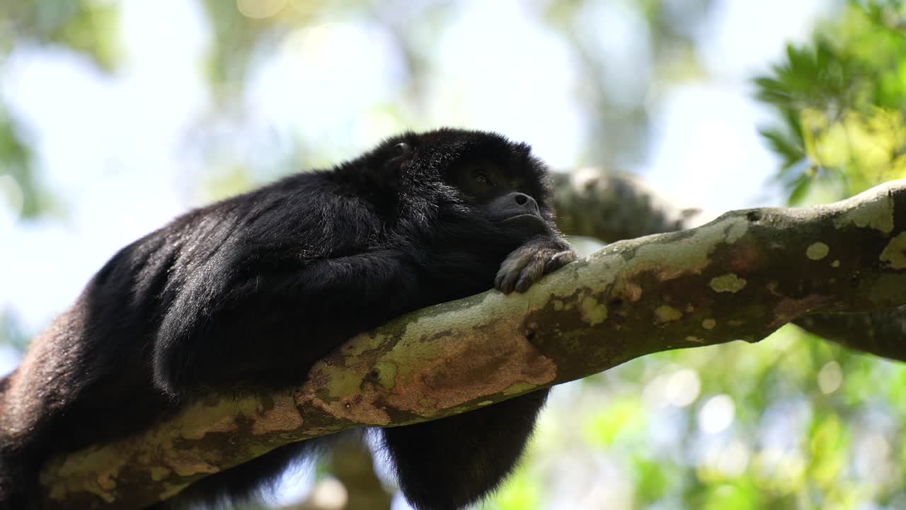 mono aullador en la jungla sentado en los árboles