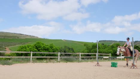 woman jockey practicing show jumping with sabino breed horse with wide angle view and vineyard backdrop