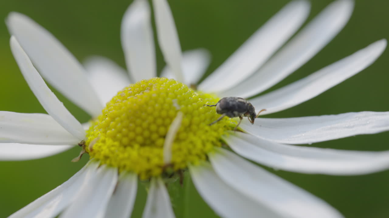 Beetle on a Daisy
