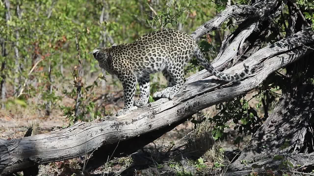 leopardo africano intenta llegar a un pequeño animal dentro de un árbol muerto
