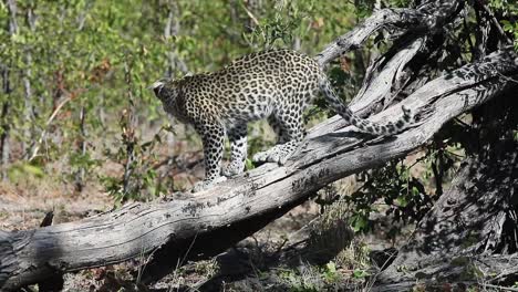 african leopard tries to get at a small animal inside a dead tree