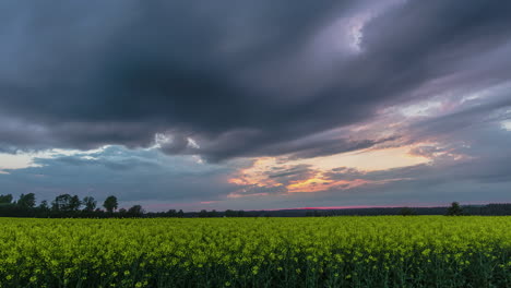 Bewegter-Zeitraffer-Einer-Wiese-Mit-Grünen-Büschen-Und-Gelben-Blüten-Unter-Einem-Bewölkten-Himmel-Mit-Dunklen-Wolken