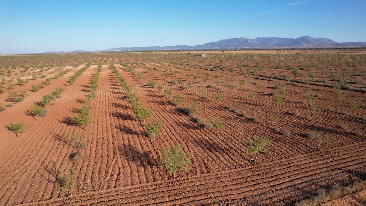 Plantation of trees and a small rural house. Gorafe, Granada, Spain