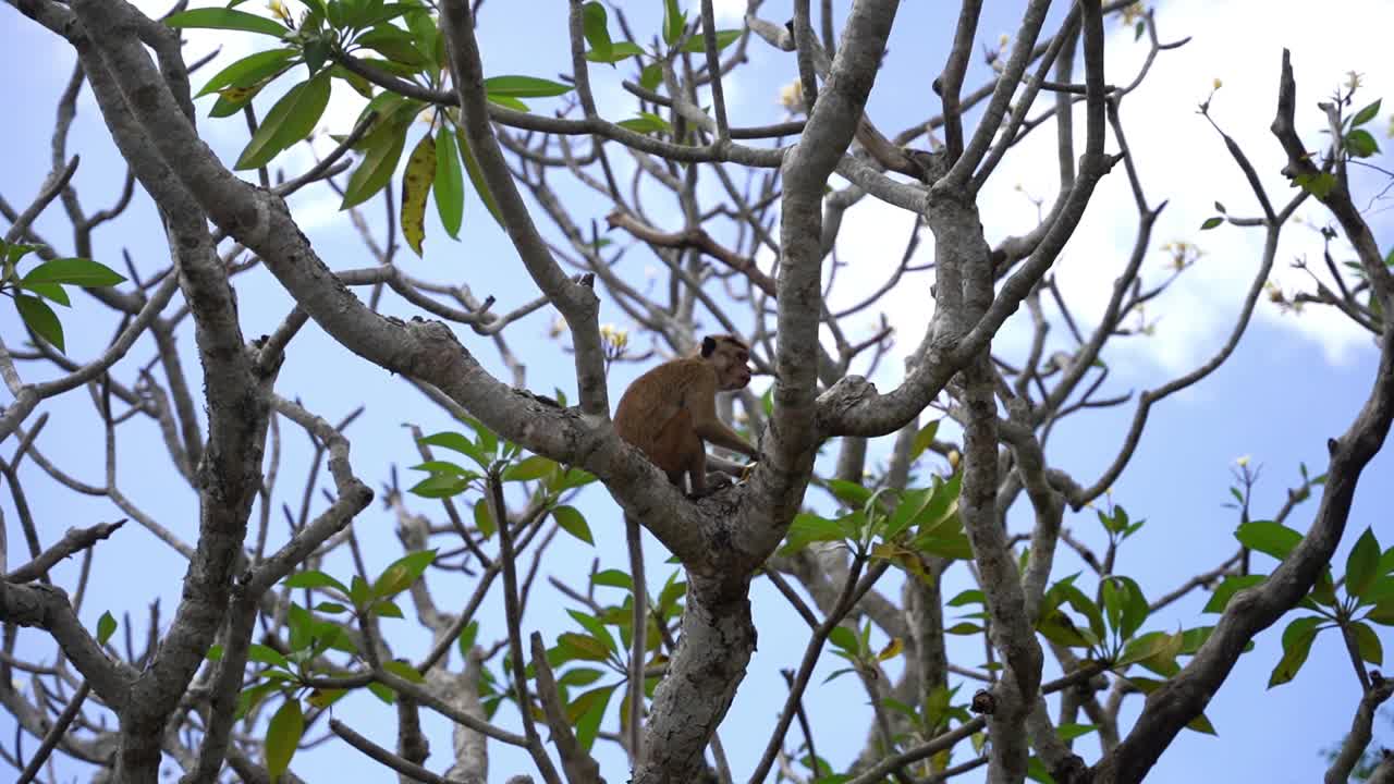 Portrait of cute monkey on branch looking at camera. Cute baby ape eating fruits hanging in liana in rainforest. Funny scene of wildlife in exotic forest
