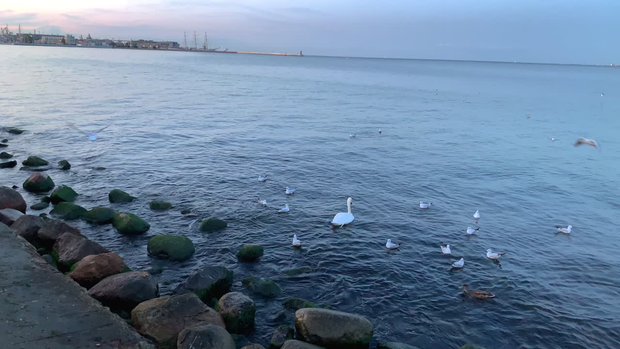 Seagulls and swans gather at the seaside and wait for food, someone throws food into the water, birds sit on stones