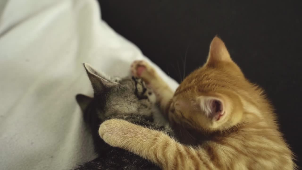 Tom-kitten cleaning young cat, HD
