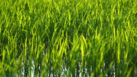 green vibrant color rice crops in strong wind, static view on sunny day