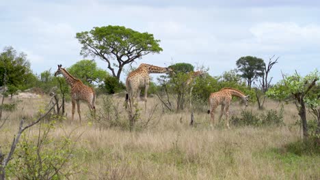 Una-Familia-De-Jirafas,-Quitando-Las-Hojas-De-Los-árboles-De-Acacia,-Kruger,-Sudáfrica-Giraffa-Camelopardalis-Giraffa