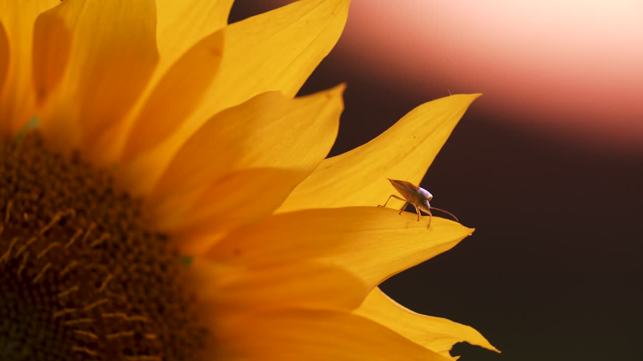un abejorro y un insecto trepando en el primer plano de la hoja de flor de girasol