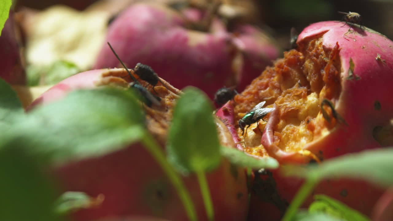 moscas y avispas se arrastran sobre una manzana podrida en cámara lenta