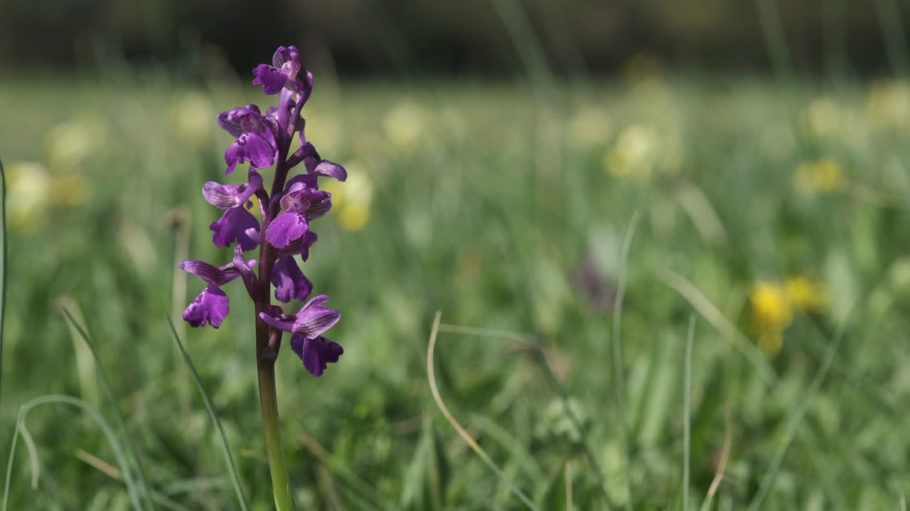 la rara orquídea alada verde que florece en primavera en un prado en worcestershire, inglaterra